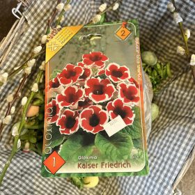   Gloxinia "Kaiser Friedrich" - Gloxínia virághagyma 1db/csomag