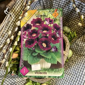   Gloxinia "Violacea" - Gloxínia virághagyma 1db/csomag