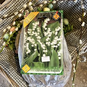 Convallaria majalis - Gyöngyvirág virághagyma 5db/csomag