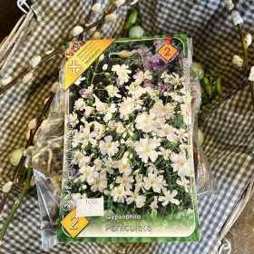  Gypsophila paniculata - Fátyolvirág virághagyma 2db/csomag