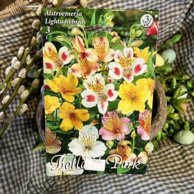   Alstroemeria Lightu hybrid - Inkaliliom virághagyma 3db/csomag