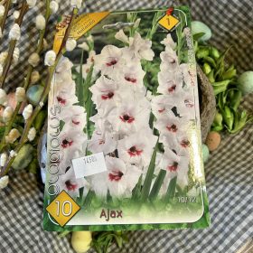 Gladiolus 'Ajax' - Kardvirág hagyma 10db/csomag
