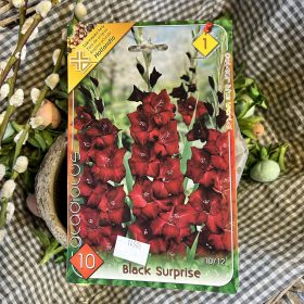   Gladiolus 'Black surprise' - Kardvirág hagyma 10db/csomag