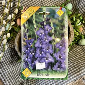   Gladiolus 'Blue isle' - Kardvirág hagyma 10db/csomag