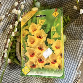 Gladiolus 'Jester' - Kardvirág hagyma 10db/csomag