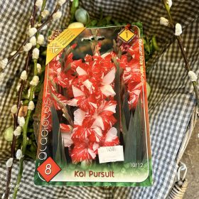   Gladiolus 'Koi Pursuit' - Kardvirág hagyma 8db/csomag