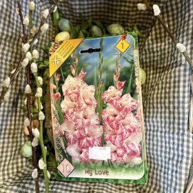   Gladiolus 'My love' - Kardvirág hagyma 10db/csomag