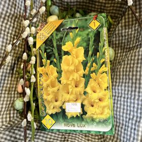   Gladiolus 'Nova lux' - Kardvirág hagyma 10db/csomag