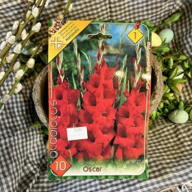 Gladiolus 'Oscar' - Kardvirág hagyma 10db/csomag
