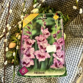 Gladiolus 'Passos' - Kardvirág hagyma 8db/csomag