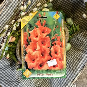   Gladiolus 'Peter Pears' - Kardvirág hagyma 10db/csomag