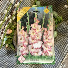   Gladiolus 'Priscilla' - Kardvirág hagyma 10db/csomag