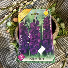   Gladiolus 'Purple Flora' - Kardvirág hagyma 10db/csomag