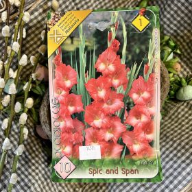   Gladiolus 'Spic and Span' - Kardvirág hagyma 10db/csomag