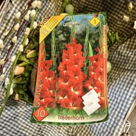   Gladiolus 'Traderhorn' - Kardvirág hagyma 10db/csomag