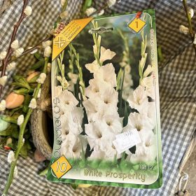   Gladiolus 'White Prosperity' - Kardvirág hagyma 10db/csomag