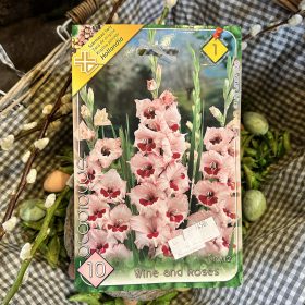  Gladiolus 'Wine and Roses' - Kardvirág hagyma 10db/csomag