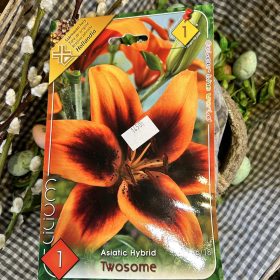 Lilium 'Twosome' - Liliom hagyma 1db/csomag