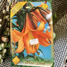 Lilium 'African queen' - Liliom hagyma 1db/csomag