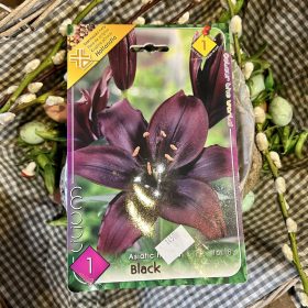 Lilium 'Black' - Liliom hagyma 1db/csomag