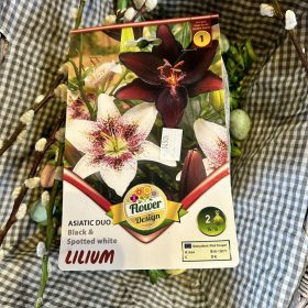   Lilium 'Black and spotted white' - Liliom hagyma 2db/csomag
