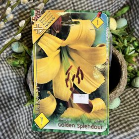   Lilium 'Golden splendour' - Liliom hagyma 1db/csomag