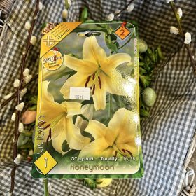   Lilium / treelily 'Honeymoon' - Liliom hagyma 1db/csomag