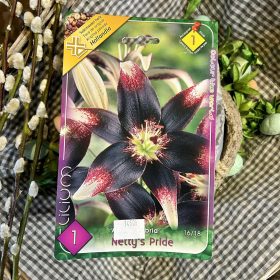   Lilium "Netty's pride" - Liliom hagyma 1db/csomag