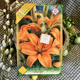 Lilium 'orange' - Liliom hagyma 1db/csomag
