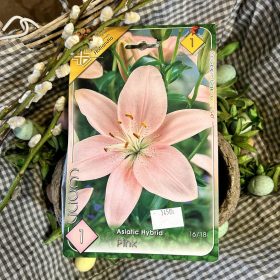 Lilium 'pink' - Liliom hagyma 1db/csomag