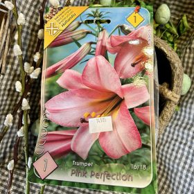   Lilium 'Pink perfection' - Liliom hagyma 1db/csomag