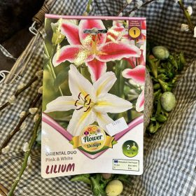 Lilium 'Pink and white' - Liliom hagyma 2db/csomag