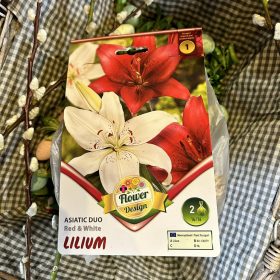 Lilium 'Red and white' - Liliom hagyma 2db/csomag