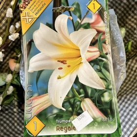 Lilium 'Regale' - Liliom hagyma 1db/csomag