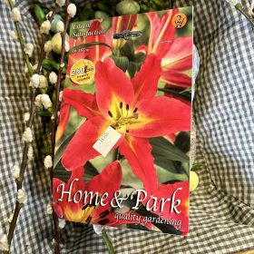 Lilium 'Satisfaction' - Liliom hagyma 1db/csomag