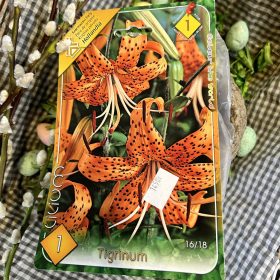 Lilium 'Tigrinum' - Liliom hagyma 1db/csomag