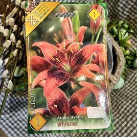 Lilium 'Whistler' - Liliom hagyma 1db/csomag