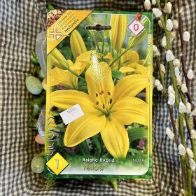 Lilium 'yellow' - Liliom hagyma 1db/csomag