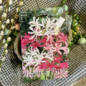 Nerine mix - Nerine virághagyma 3db/csomag