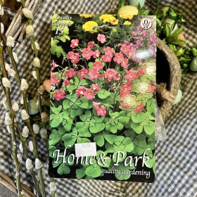 Oxalis deppei - Madársóska virághagyma 15db/csomag