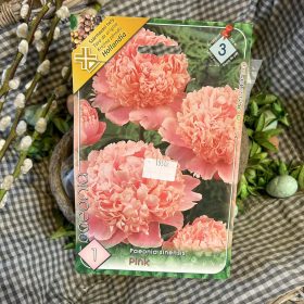   Paeonia sinensis pink- Pünkösdirózsa virághagyma 1db/csomag