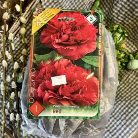   Paeonia sinensis red - Pünkösdirózsa virághagyma 1db/csomag