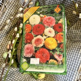   Ranunculus asiaticus mix - Boglárka virághagyma 10db/csomag
