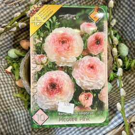   Ranunculus asiaticus "Picotee pink" - Boglárka virághagyma 10db/csomag