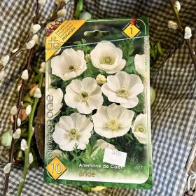   Anemone de Caen 'Bride' - Koronás szellőrózsa hagyma 10db/csomag