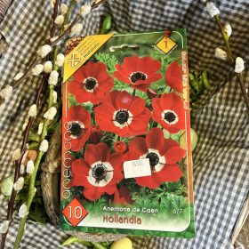   Anemone de Caen 'Hollandia' - Koronás szellőrózsa hagyma 10db/csomag