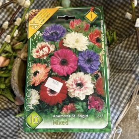   Anemone 'St. Brigid mix' - Teltvirágú koronás szellőrózsa hagyma 10db/csomag
