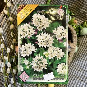   Triteleia lactea 'Hyacinthina' - Vajszínű csillaghagyma virághagyma 15db/csomag