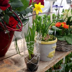 Narcissus "Tete" - Nárcisz