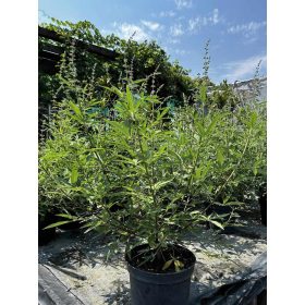 Vitex agnus castus - Barátcserje